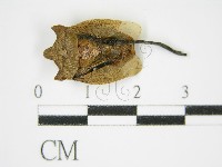 絲皮菌屬藏品圖，第5張