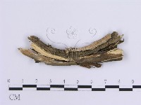 登錄號:F0013565藏品圖，第1張