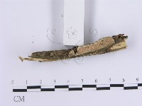 登錄號:F0013565藏品圖，第3張