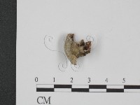 附毛菌屬藏品圖，第3張