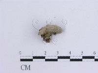 附毛菌屬藏品圖，第4張