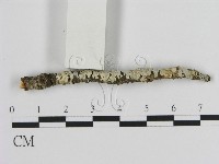 絲皮菌屬藏品圖，第3張