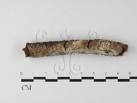 登錄號:F0013569藏品圖，第1張