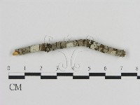 絲皮菌屬藏品圖，第3張