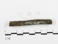 阿太菌屬藏品圖，第3張