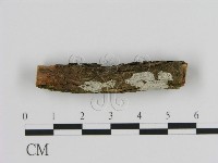 絲皮菌屬藏品圖，第1張