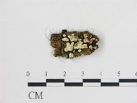 登錄號:F0013574藏品圖，第1張