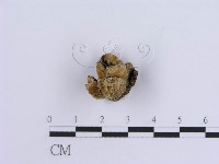 登錄號:F0013576藏品圖，第4張