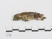 射脈菌屬藏品圖，第1張