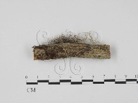 登錄號:F0013579藏品圖，第1張