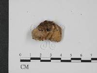 登錄號:F0013580藏品圖，第1張