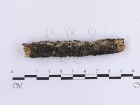 登錄號:F0013585藏品圖，第4張