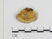 登錄號:F0013587藏品圖，第1張