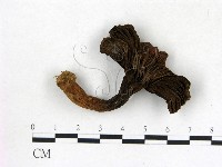登錄號:F0013588藏品圖，第3張