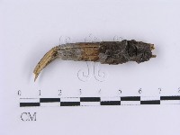 登錄號:F0013590藏品圖，第1張