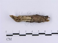登錄號:F0013590藏品圖，第3張