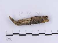 登錄號:F0013590藏品圖，第4張