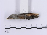 登錄號:F0013590藏品圖，第5張