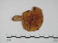 登錄號:F0013593藏品圖，第1張