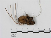 登錄號:F0013594藏品圖，第1張