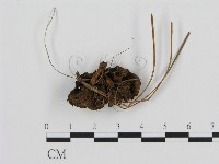 登錄號:F0013594藏品圖，第3張