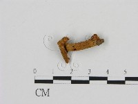 齒菌屬藏品圖，第3張