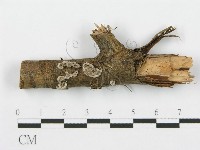 登錄號:F0013596藏品圖，第1張