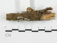 登錄號:F0013596藏品圖，第3張