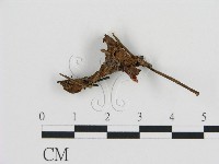 登錄號:F0013597藏品圖，第1張