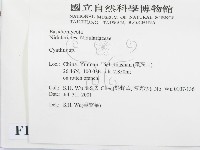 黑蛋巢菌屬藏品圖，第2張