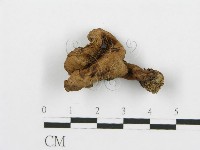 登錄號:F0013600藏品圖，第1張