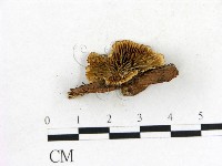 登錄號:F0013601藏品圖，第1張