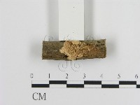 登錄號:F0013602藏品圖，第1張