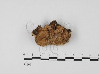 栓菌屬藏品圖，第1張