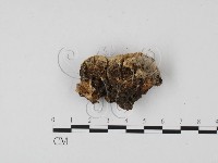 栓菌屬藏品圖，第3張