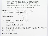 波邊革菌屬藏品圖，第2張