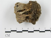波邊革菌屬藏品圖，第3張