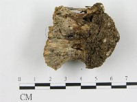 波邊革菌屬藏品圖，第4張