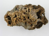 波邊革菌屬藏品圖，第5張