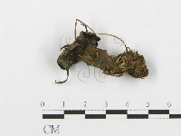 登錄號:F0013606藏品圖，第1張