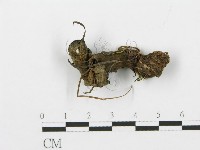 登錄號:F0013606藏品圖，第3張