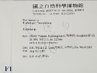 銀耳屬藏品圖，第2張