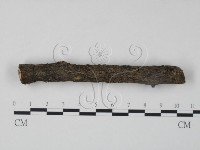 銀耳屬藏品圖，第1張