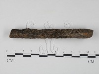 銀耳屬藏品圖，第3張