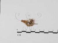 登錄號:F0013610藏品圖，第1張