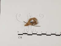 登錄號:F0013610藏品圖，第3張