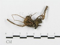 登錄號:F0013611藏品圖，第1張