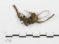 登錄號:F0013611藏品圖，第3張