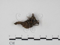 革菌屬藏品圖，第1張