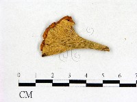 登錄號:F0013613藏品圖，第1張